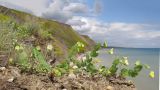 Lathyrus aphaca