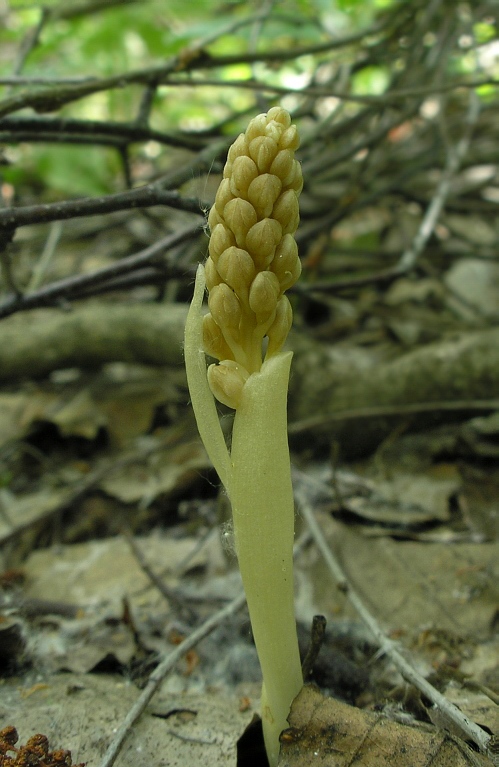 Image of Neottia nidus-avis specimen.