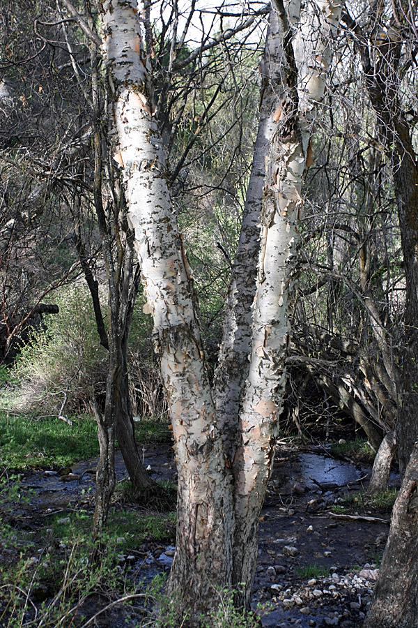 Image of Betula tianschanica specimen.