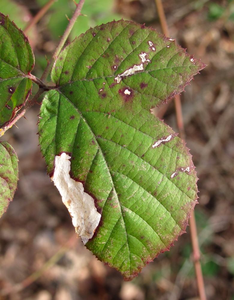 Изображение особи Rubus sanctus.