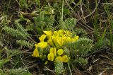 Astragalus alatavicus