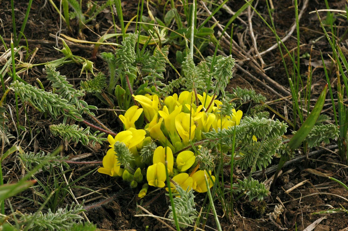 Изображение особи Astragalus alatavicus.