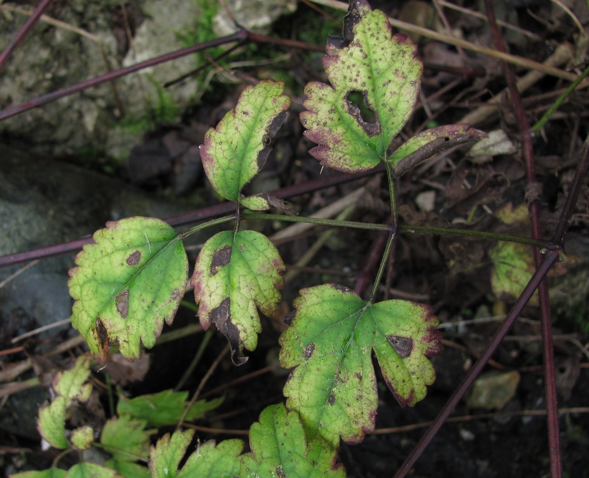 Image of Clematis vitalba specimen.