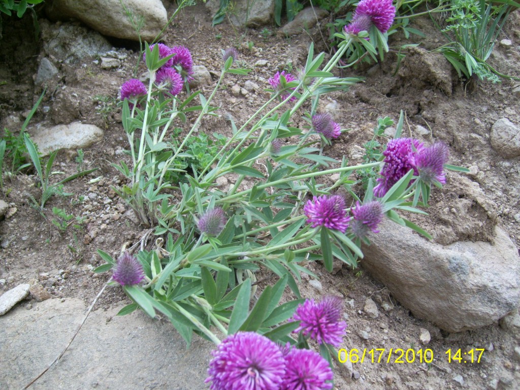 Изображение особи Trifolium alpestre.