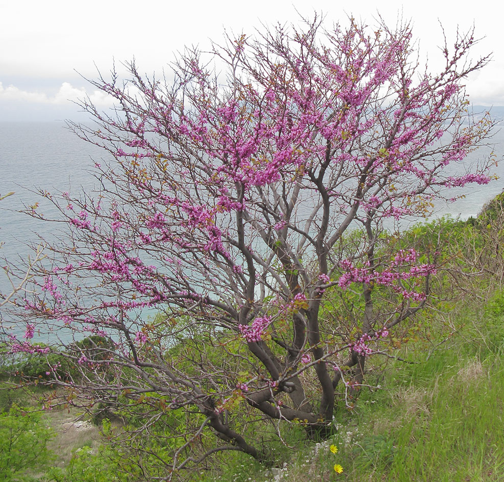 Image of Cercis siliquastrum specimen.