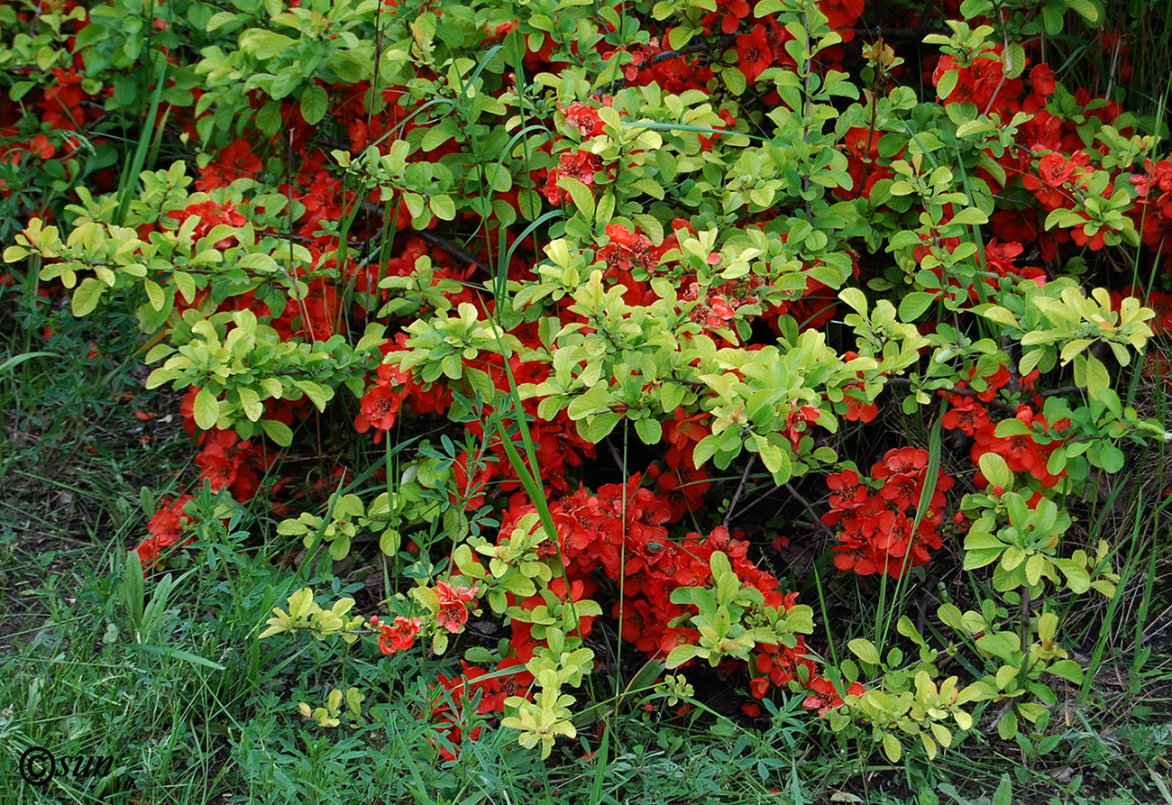 Image of Chaenomeles japonica specimen.