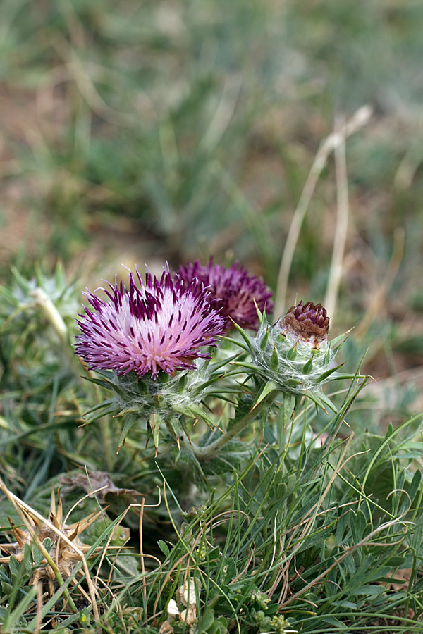 Изображение особи Cousinia microcarpa.