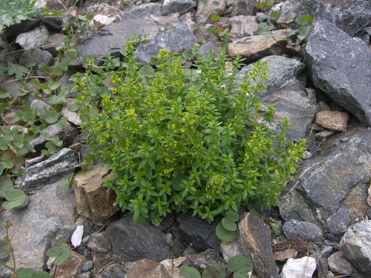 Image of Cruciata coronata specimen.