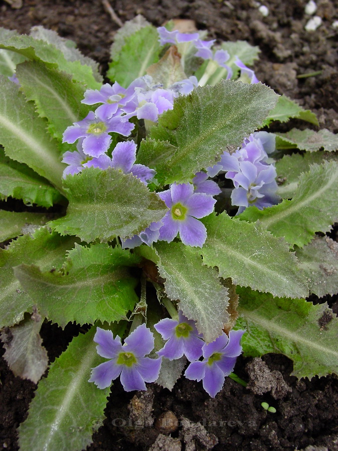 Image of Primula sonchifolia specimen.