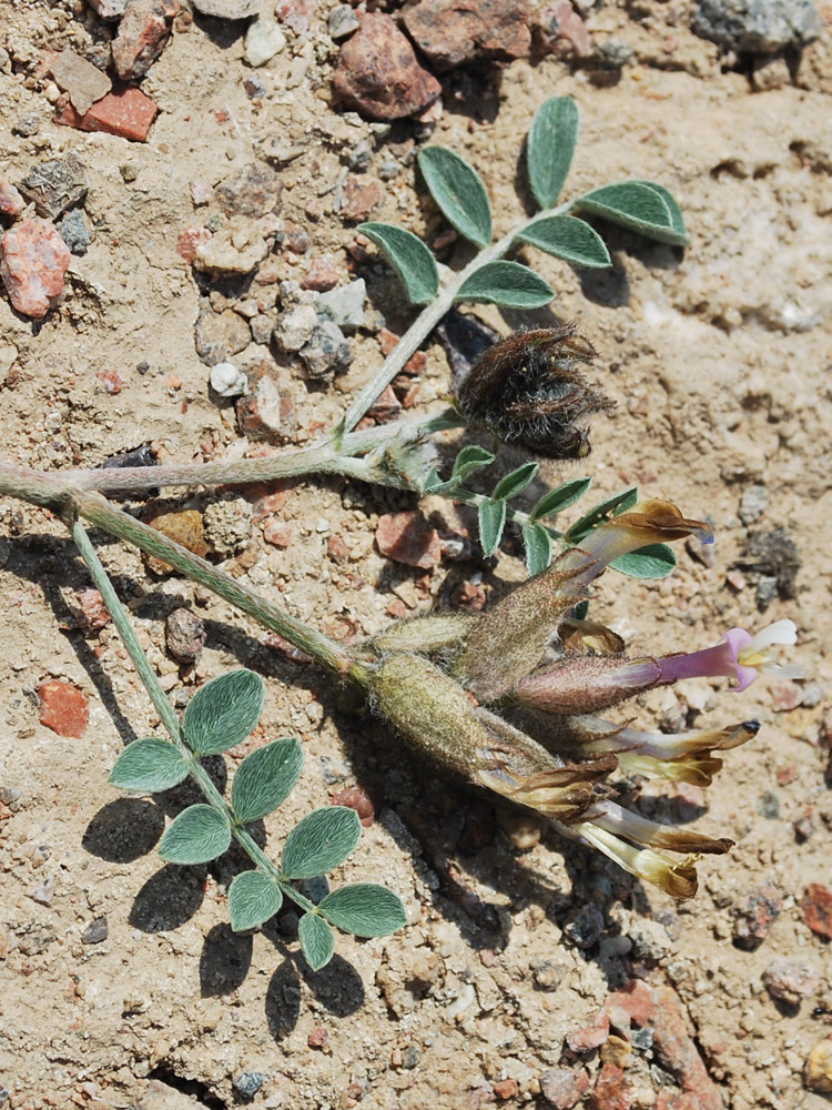 Изображение особи Astragalus ferganensis.
