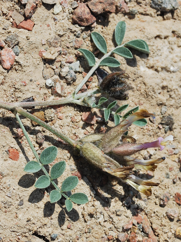 Image of Astragalus ferganensis specimen.
