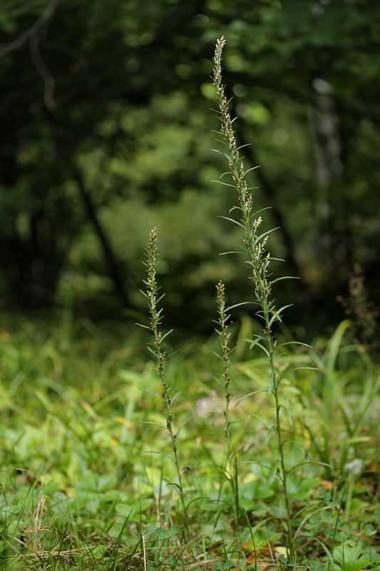 Изображение особи Omalotheca sylvatica.