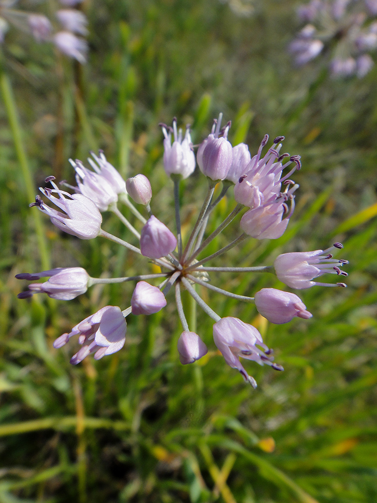 Изображение особи Allium senescens.