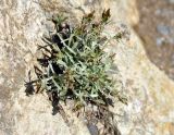 Omalotheca supina