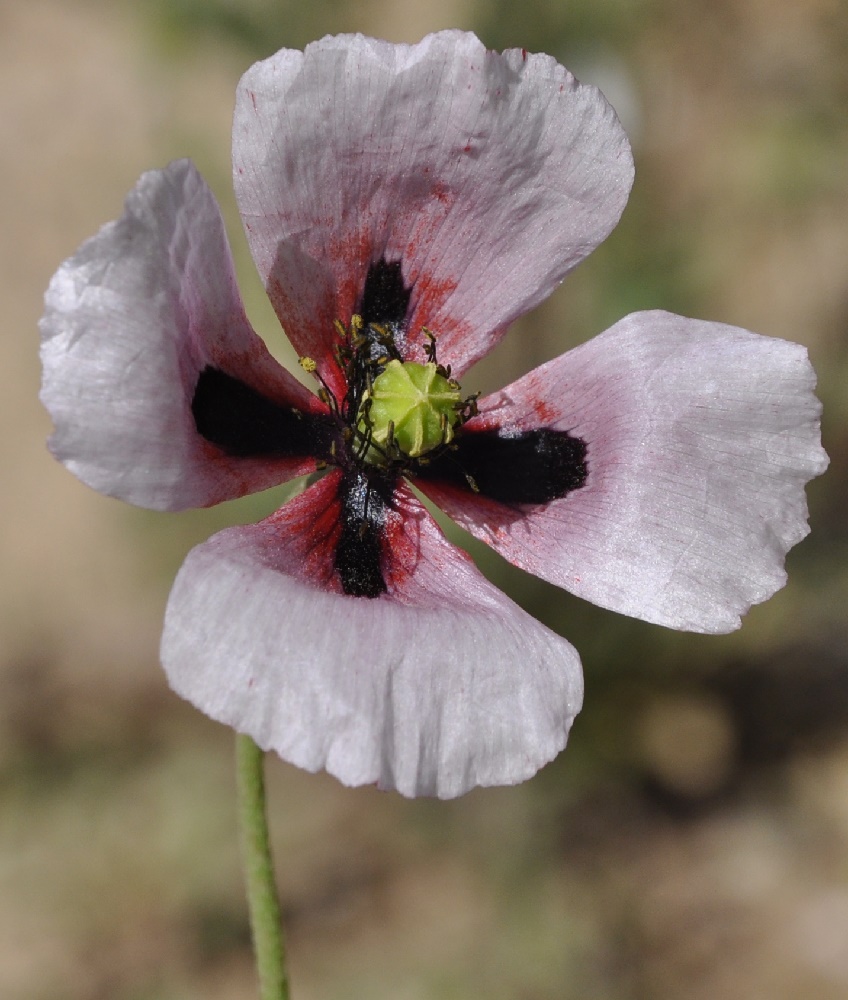 Изображение особи Papaver lecoqii.