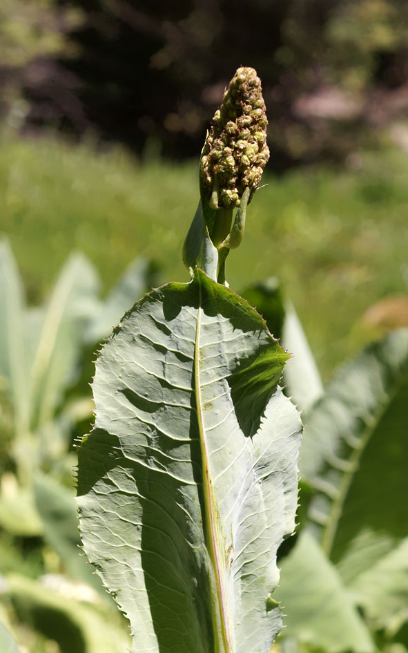 Изображение особи Ligularia heterophylla.