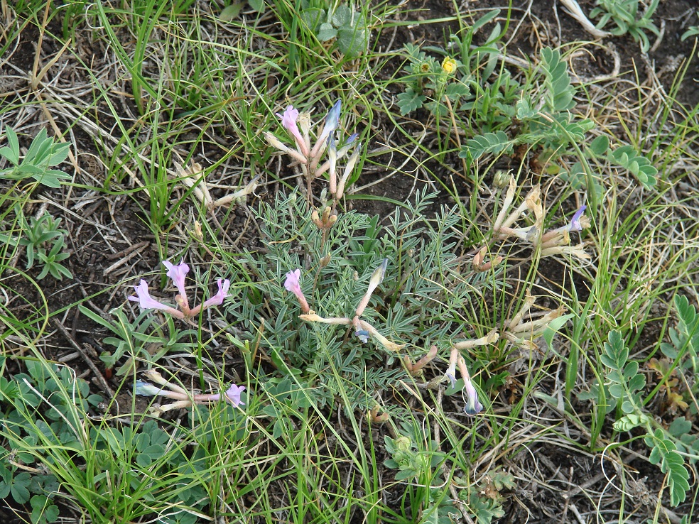 Изображение особи Astragalus angarensis.