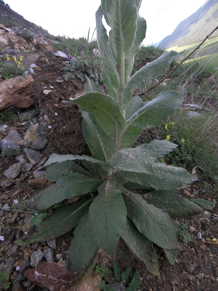 Изображение особи Verbascum gossypinum.