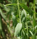 Image of taxon representative. Author is Тамара Риб