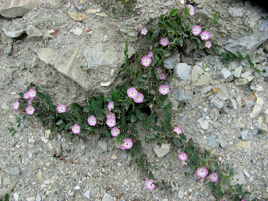 Изображение особи Convolvulus arvensis.