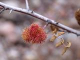 genus Rosa. Часть ветки с галлами. Кыргызстан, Нарынская обл., левый берег р. Нарын, окр. с. Кенеш, подошва склона. 22.10.2015.