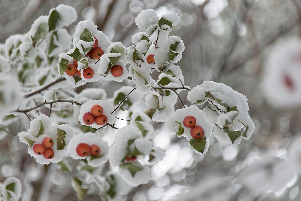 Изображение особи род Malus.