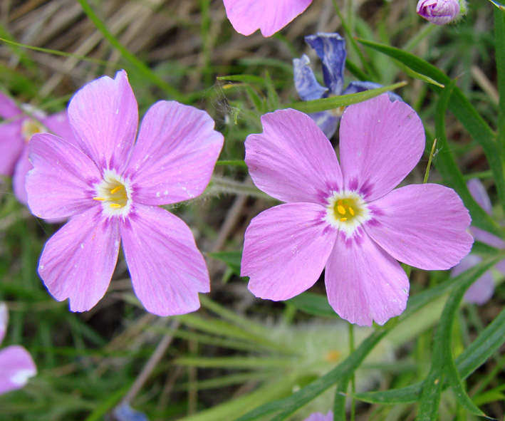 Изображение особи Phlox sibirica.