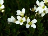 Cardamine prorepens. Соцветие. Иркутская обл., Иркутский р-н, окр. дер. Поливаниха, берег р. Ушаковка. 01.06.2015.