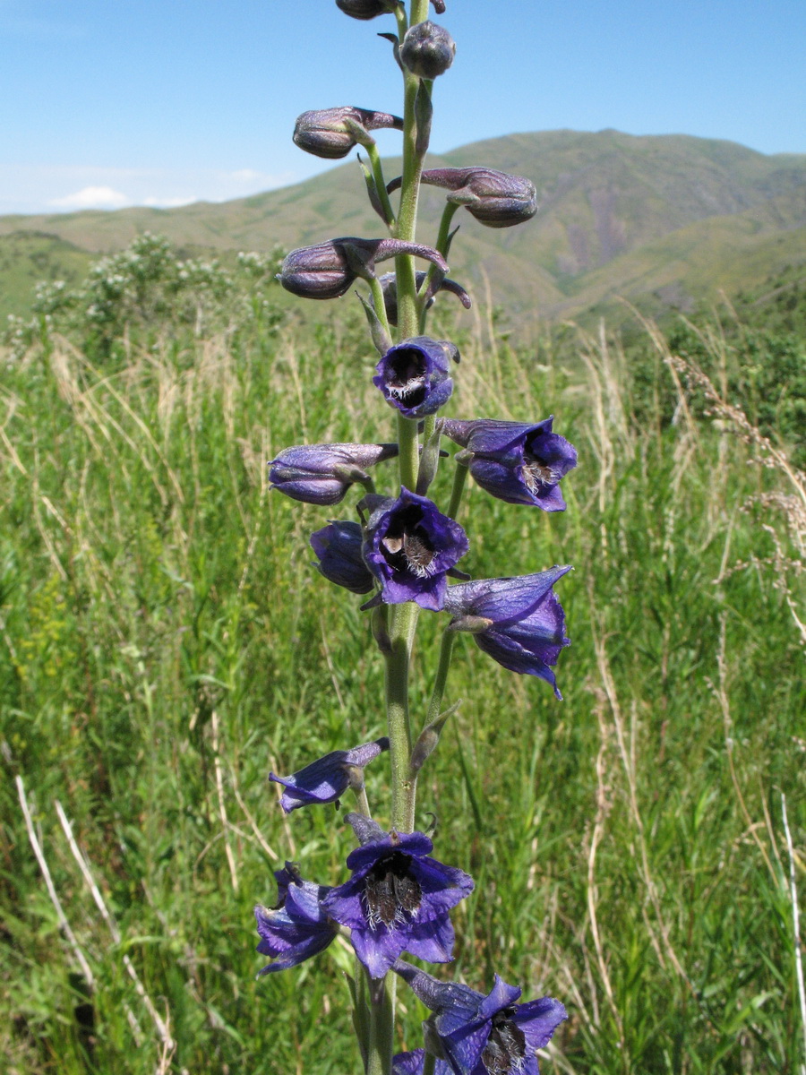 Изображение особи Delphinium confusum.