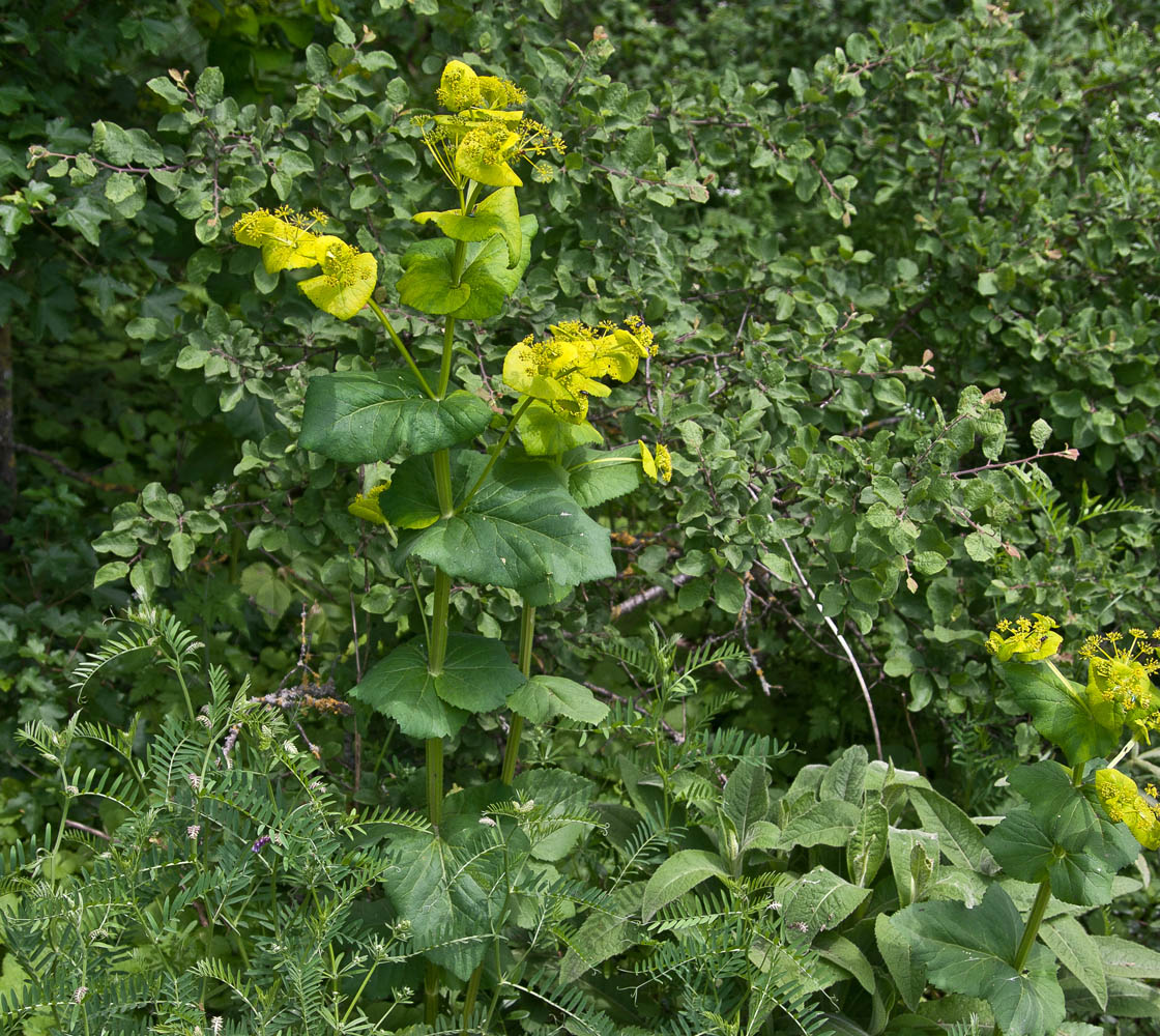 Изображение особи Smyrnium perfoliatum.