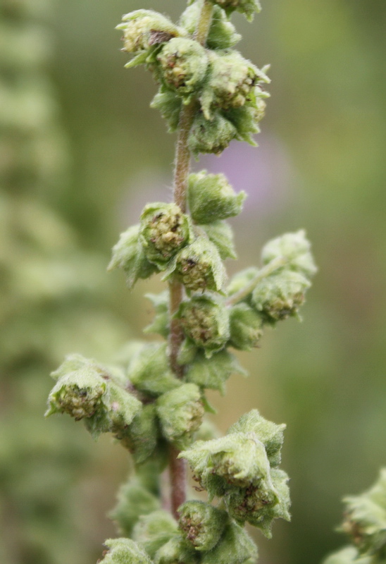 Изображение особи Cyclachaena xanthiifolia.