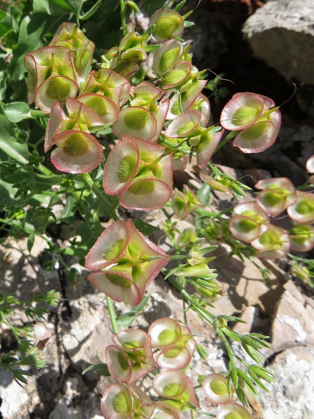 Image of Rindera echinata specimen.