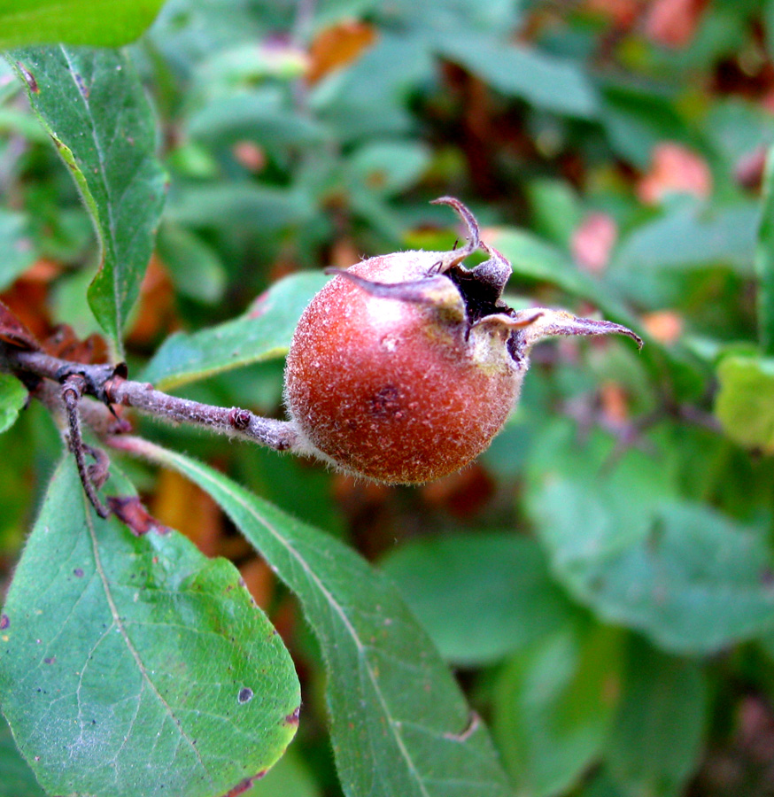 Изображение особи Mespilus germanica.