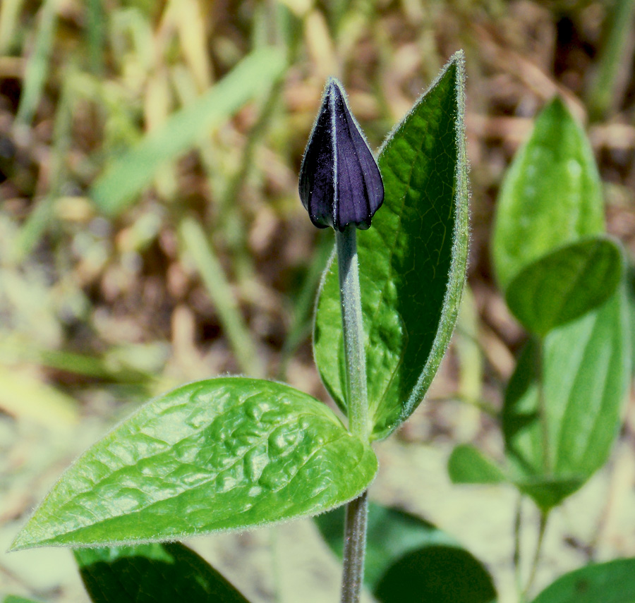 Image of Clematis integrifolia specimen.