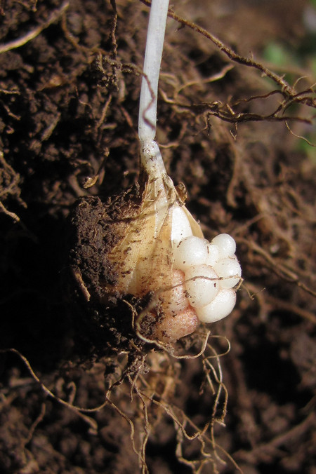 Изображение особи Gagea microfistulosa.