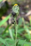 Hieracium umbellatum. Верхушка расцветающего растения. Челябинская обл., окр. г. Челябинск, Золотая горка, берёзовый лес. 27.08.2015.