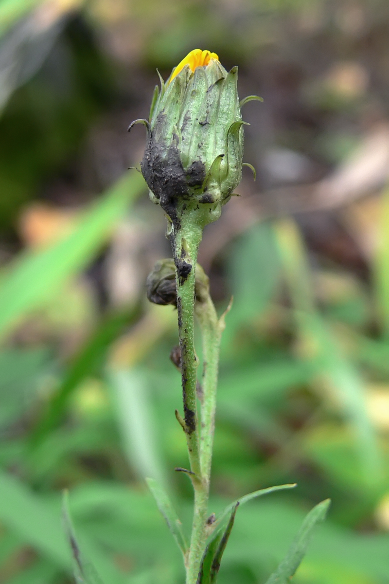 Изображение особи Hieracium umbellatum.