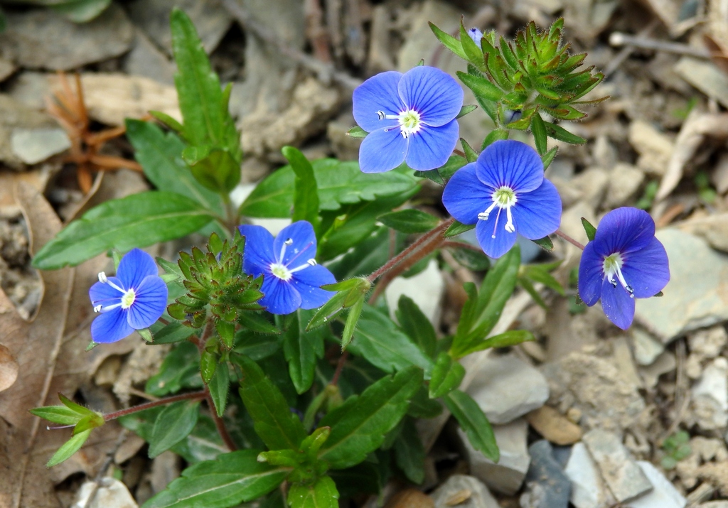 Image of Veronica umbrosa specimen.