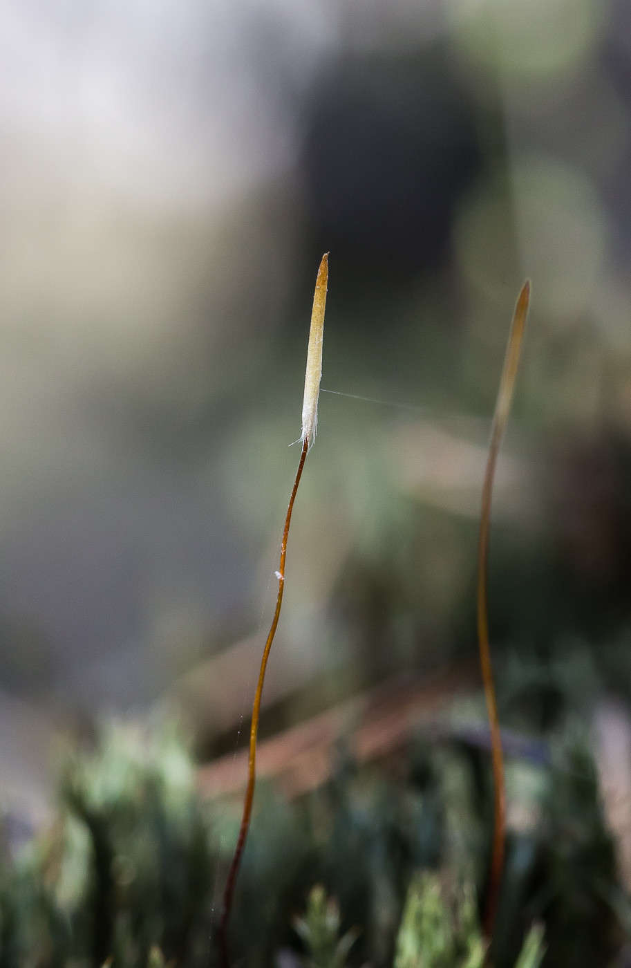 Image of genus Polytrichum specimen.