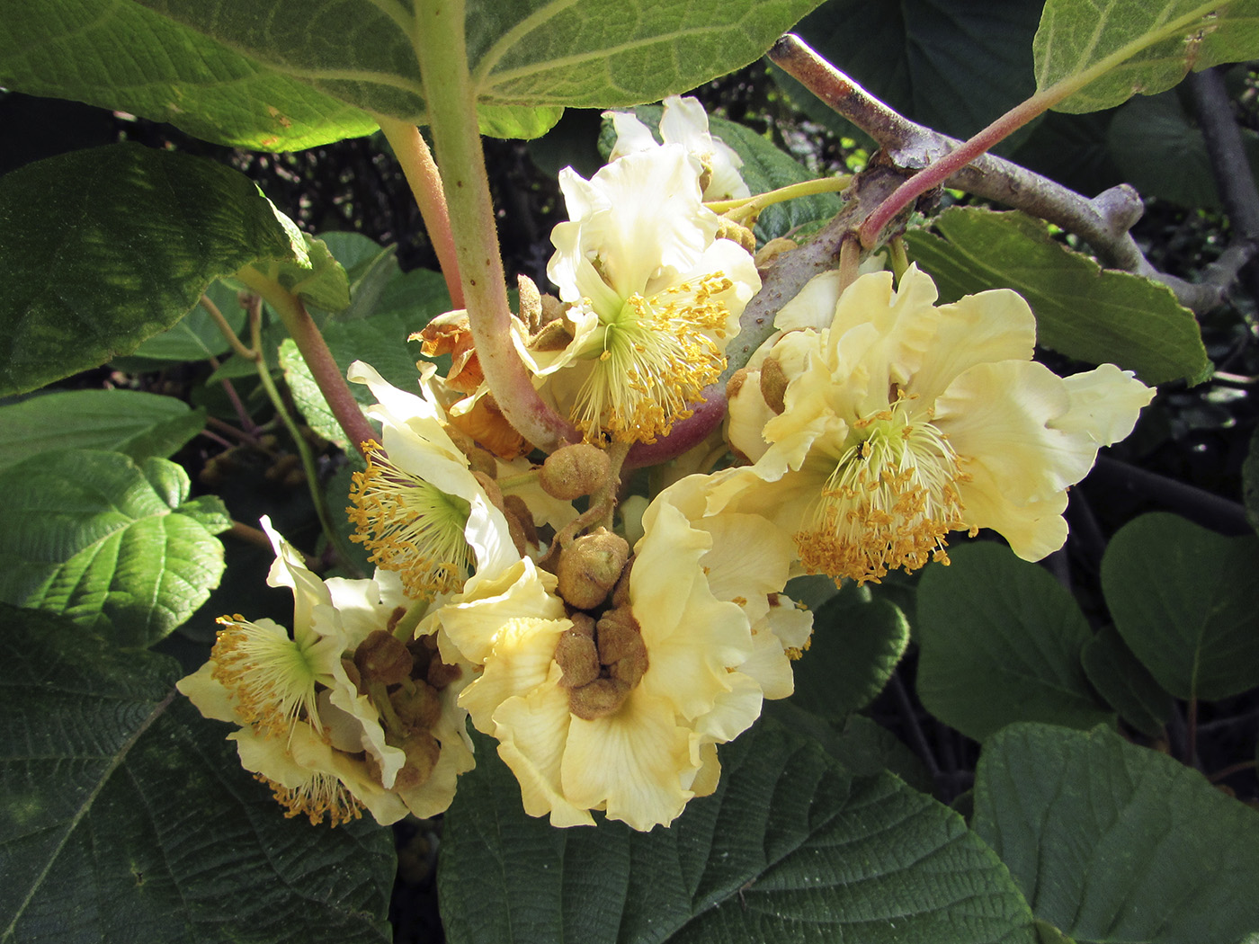 Image of Actinidia chinensis var. deliciosa specimen.