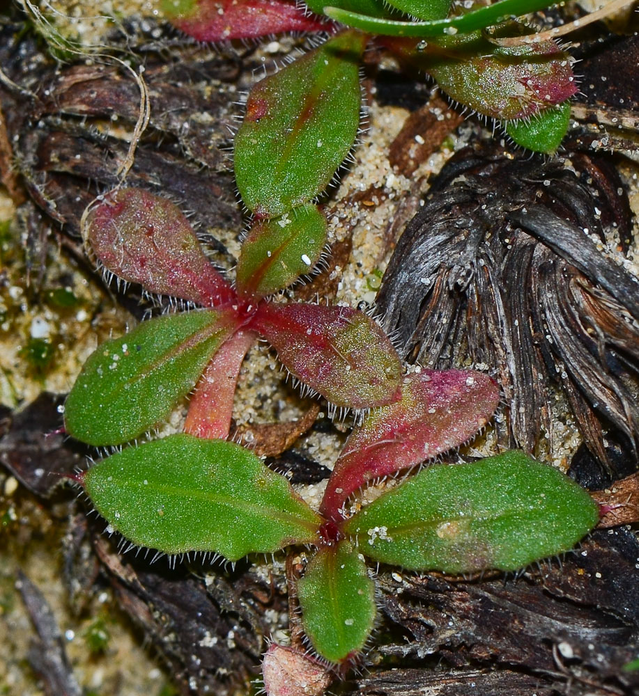 Изображение особи Limonium sinuatum.