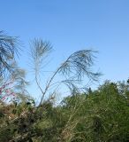 Hakea orthorrhyncha