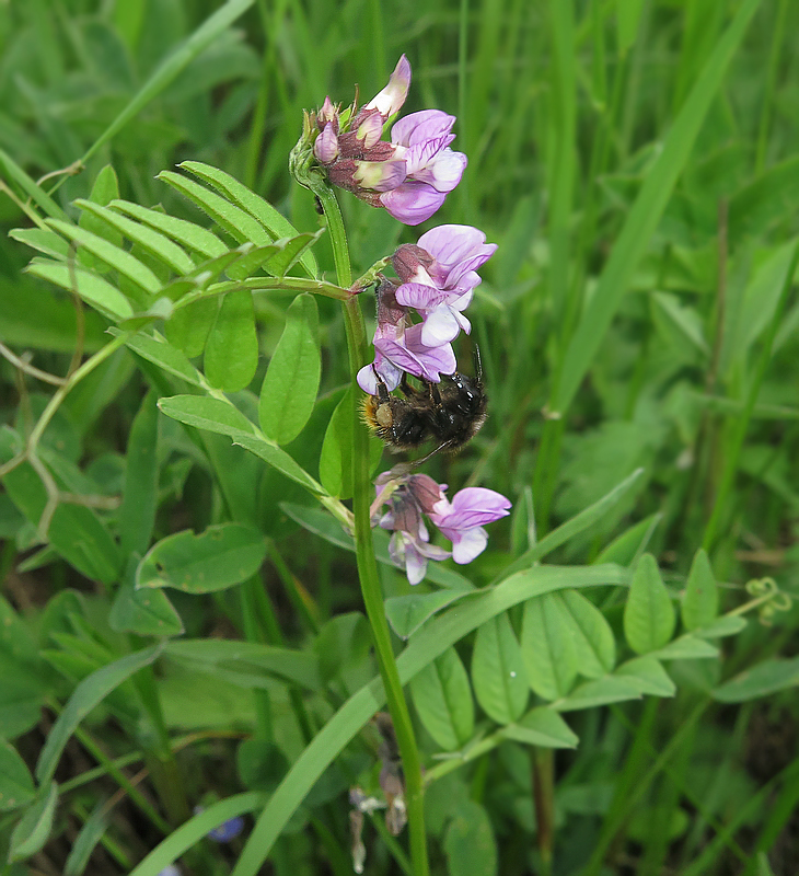 Image of Vicia sepium specimen.