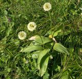 Allium victorialis