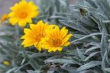 Gazania rigens variety leucolaena. Соцветия и листья. Греция, о. Крит, Ретимно (Ρέθυμνο), городское озеленение. 07.05.2014.