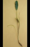 Sanguisorba officinalis. Выкопанное молодое растение. Белгородская обл., Губкинский р-н, запов. «Белогорье», Ямская степь. 13 июня 2009 г.