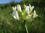 Astragalus veresczaginii