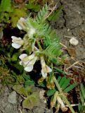 Vicia pannonica