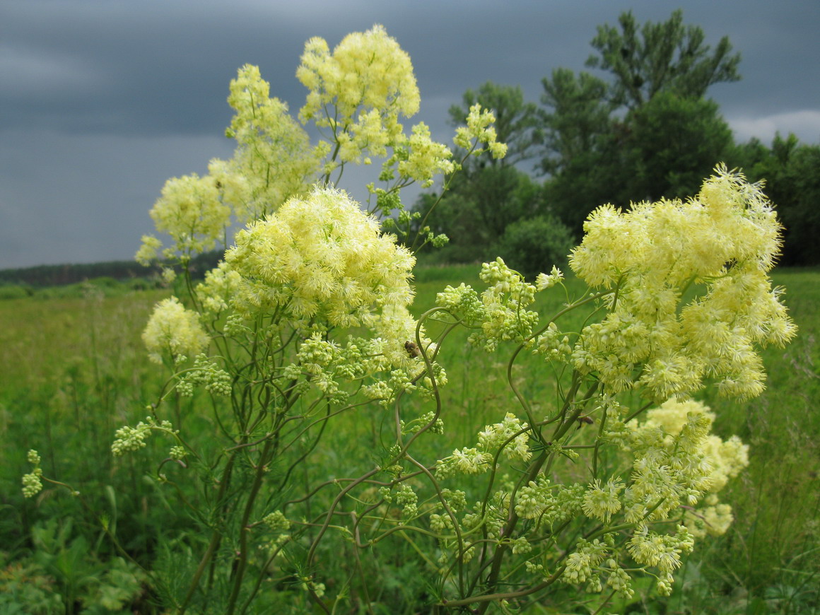 Image of Thalictrum lucidum specimen.