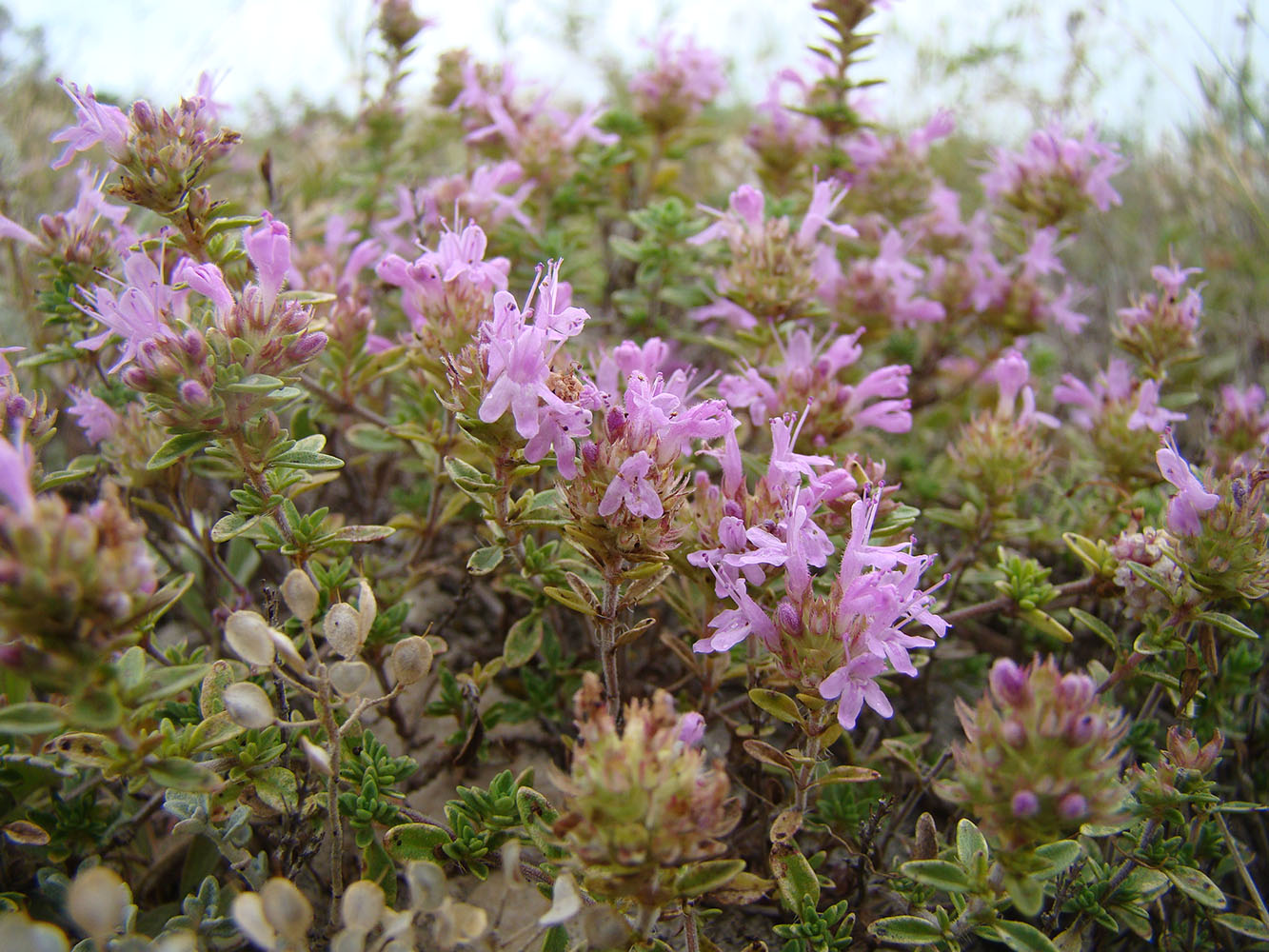 Изображение особи Thymus zheguliensis.